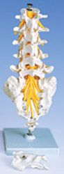 A74: Lumbar Spinal Column
