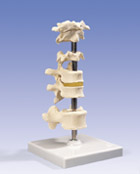 A75: 6 Mounted Vertebrae