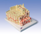 A79: 3B MICROanatomy™ Bone structure - 80 times enlarged