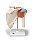 A80/1: Deluxe Functional Shoulder Joint Model