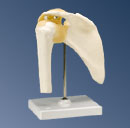 A80: Functional Shoulder Joint