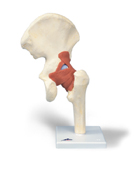 A81/1: Deluxe Functional Hip Joint Model