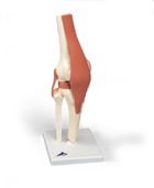 A82/1: Deluxe Functional Knee Joint Model