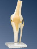 A82: Functional Knee Joint