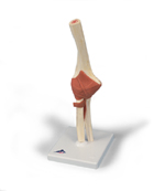 A83/1: Deluxe Functional Elbow Joint Model