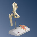 A84/1: Mini Hip Joint with cross-section