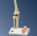A85/1: Mini Knee Joint with cross section