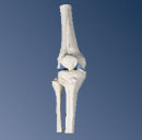 A85: Mini Knee Joint