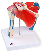 A880: Shoulder joint with rotator cuff -  5 part