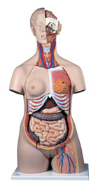 B08: Female Deluxe-Torso, 20-part