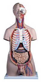 B15: Male Deluxe Torso with Head, 20-part
