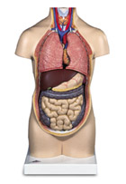 B20: Mini-Torso, without Head, 9-part