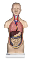 B22: Mini-Torso, 12-part