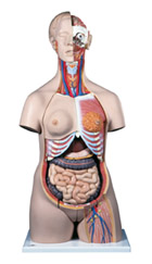 B30: Deluxe Dual-Sex Torso, 24-part