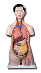 B32/1: Asian Dual-Sex Torso, 18-part