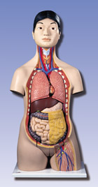B32/4: Japanese Dual-Sex Torso, 18-part