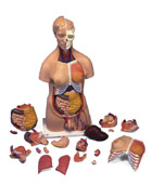 B32: Deluxe Dual-Sex Torso, 20-part