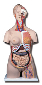 B35: Deluxe Dua-Sex Torso with Opened Back, 28-part