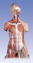 B40: Deluxe Dual-Sex Muscle-Torso, 31-part