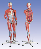 B50: Deluxe Dual Sex Muscle Figure, 45-part