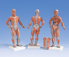 B59: Muscular Figure, 1/4 life-size, 2-part