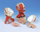 C05: Head and Neck Musculature, 5-part