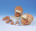 C09/1: Head Model, 6-part