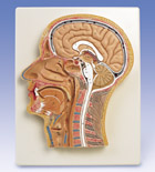 C12: Median Section of the Head