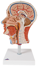 C14: Half Head with Musculature
