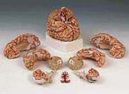 C20: Brain with Arteries, 9-part