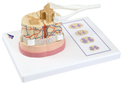 C41: Spinal Cord with Nerve Endings