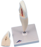 D10/1: Lower Incisor, 2-part