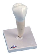 D10/3: Lower Single-Root Pre-Molar