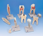 D10: Classic Tooth Model Series, 5 models