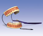 D16: Giant Dental Care Model, 3 times life-size
