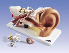 E10: Ear, 3 times life-size, 4 part