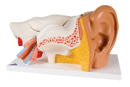 E11: Ear, 3 times life-size, 6 part