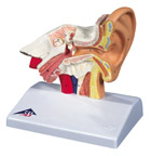 E12: Desktop Ear Model, 1.5 times enlarged