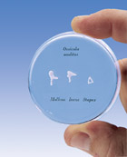 E13: Life-size Auditory Ossicles