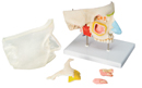 E20: Nose with paranasal sinuses, 5-part