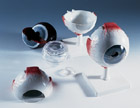 F10: Eye, 5 times full-size, 6-part