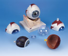 F11: Eye, 5 times full-size, 7-part