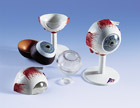 F15: Eye, 3 times full-size, 6-part