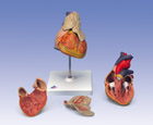 G08/1: Classic Heart with Thymus, 3-part