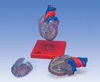 G08/3: Classic Heart with Conducting System, 2-part