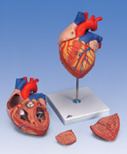 G12: Heart, 2-times life-size, 4-part