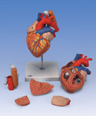 G13: Heart with Oesophagus and Trachea, 2 times life-size, 5-part
