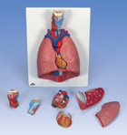 G15: Lung Model with larynx, 7-part