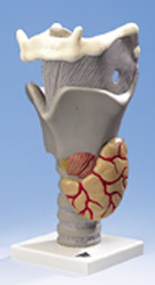 G20: Functional Larynx, 2.5 times full-size