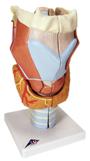 G21: Larynx, 2 times full-size, 7-part